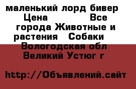 маленький лорд бивер › Цена ­ 10 000 - Все города Животные и растения » Собаки   . Вологодская обл.,Великий Устюг г.